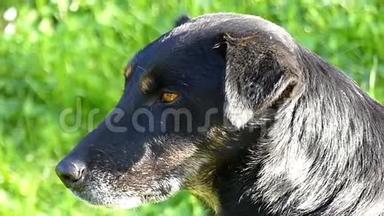阳光明媚的一天，一只大黑狗躺在绿色的草坪上。